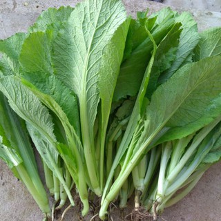 Hạt giống cải bẹ xanh