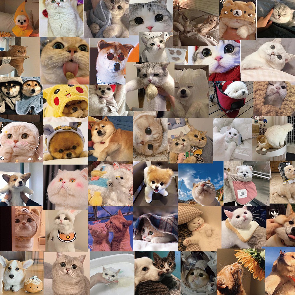 Bộ 48 miếng dán trang trí hình động vật dễ thương