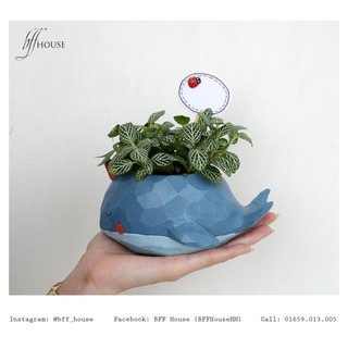 Chậu Cá Voi - Gốm Nhật trồng cây