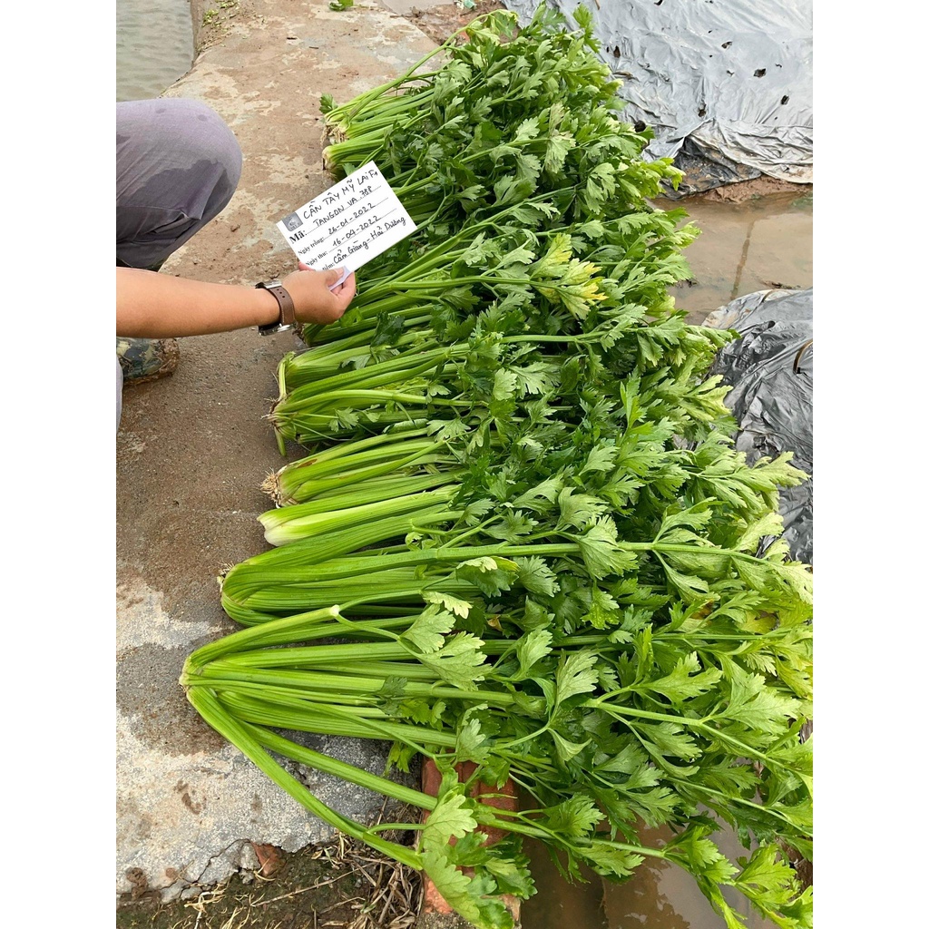 Hạt giống Cần tây Mỹ lai F1 Tangon VA.788 - 500 hạt