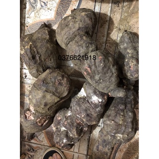 1kg hà thủ ô đỏ tươi hàng rừng xịn.giúp đen tóc đẹp da tốt cho sức khỏe