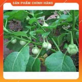 HẠT GIỐNG CÀ PHÁO TRẮNG CAO SẢN