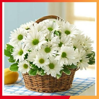 COMBO 2 gói hạt giống hoa cúc chi trắng TẶNG 1 phân bón