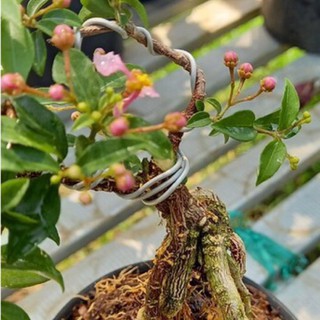 cây hồng ngọc mai - cây bonsai mini - cây cảnh đẹp