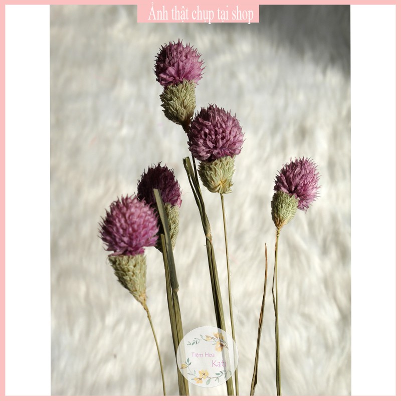 Hoa khô - THIÊN NHẬT - Decor-  trang trí cafe, trà chanh, trà sữa, quán ăn, hoa baby.