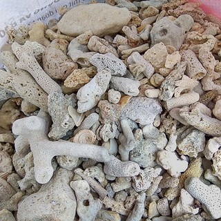 San hô vụn cho hồ cá cảnh