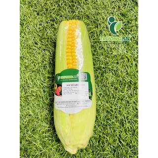 (Chỉ giao HCM) BẮP GIỐNG MỸ NGỌT 2 TRÁI