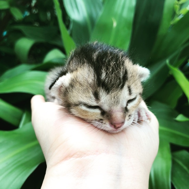 MeoShopmt