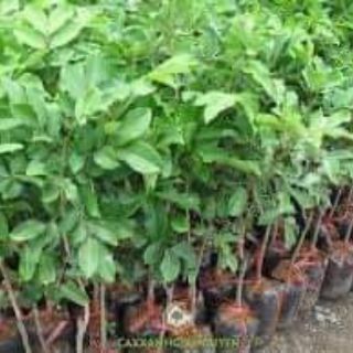 Cây giống chôm chôm