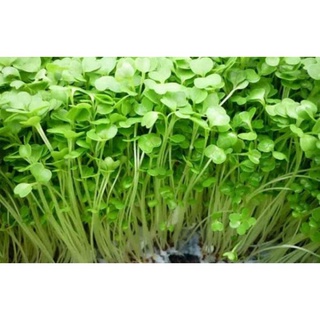 (GÍA SỈ) [goi 50g] Hạt giống Rau mầm dinh dưỡng