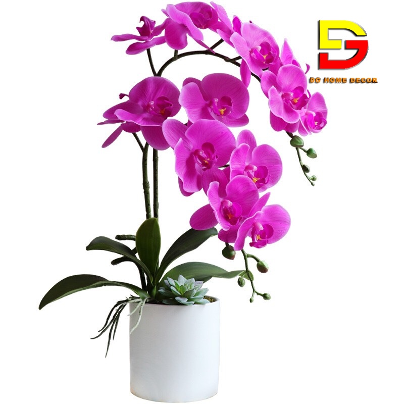 Bình Hoa Để Bàn Hoa Lan Hồ Điệp Cao Cấp Điểm Sen Đá Độc Đáo Sang Trọng DG-62