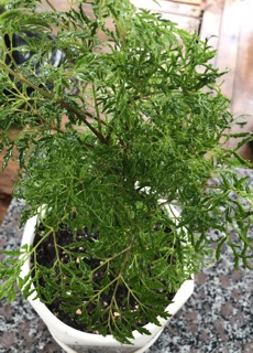 Cây Đinh lăng rừng lá nhỏ