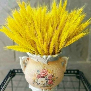 Hoa lúa mạch khô bó 100 bông
