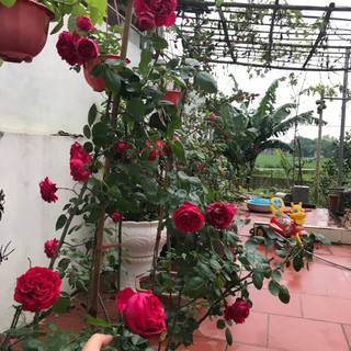 Hoa hồng leo Red eden