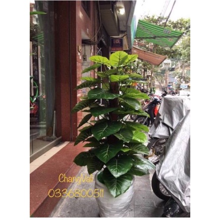 Cây trầu bà 1,6m 63 lá kèm chậu -cây giả
