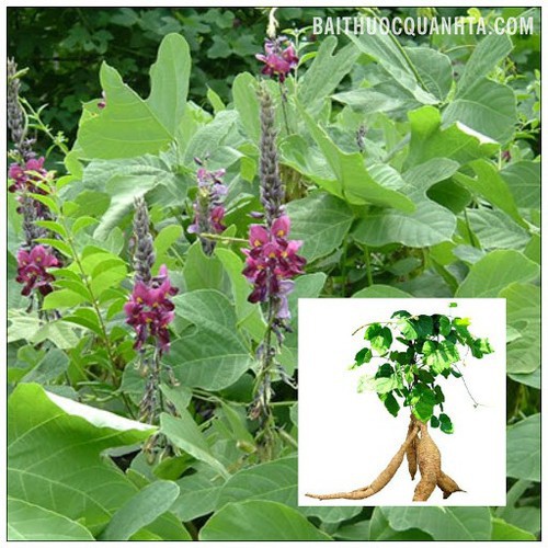 CÂY SẮN DÂY TA CAO SẢN, CÂY SẮN DÂY TA CAO SẢN- BẦU CÂY GIỐNG - BCGCSDG