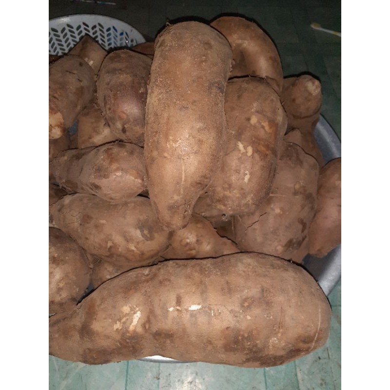 KHOAI SÂM ĐẤT CỦ TO 1kg