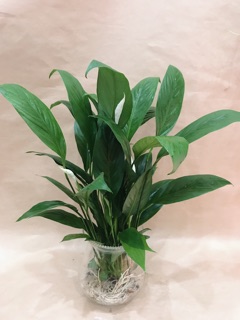 Cây lan ý thuỷ sinh