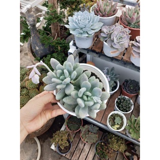 Sen đá sỏi xanh size bự