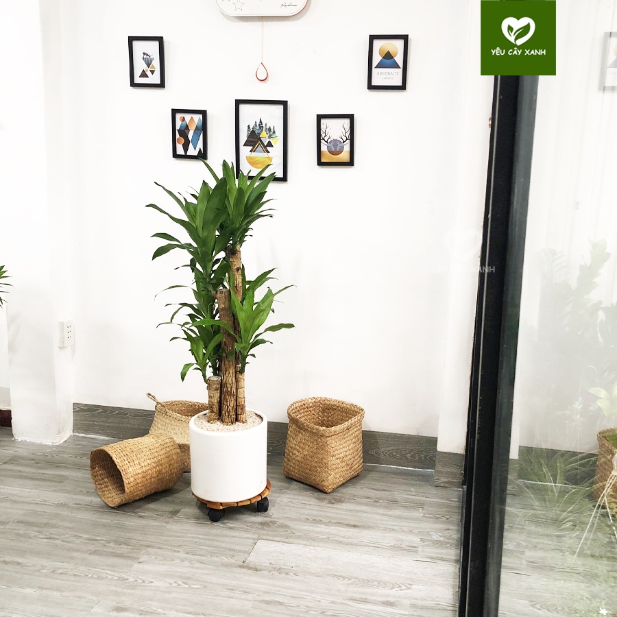 Cây Thiết Mộc Lan 5 Nhánh đại diện cho ngũ hành