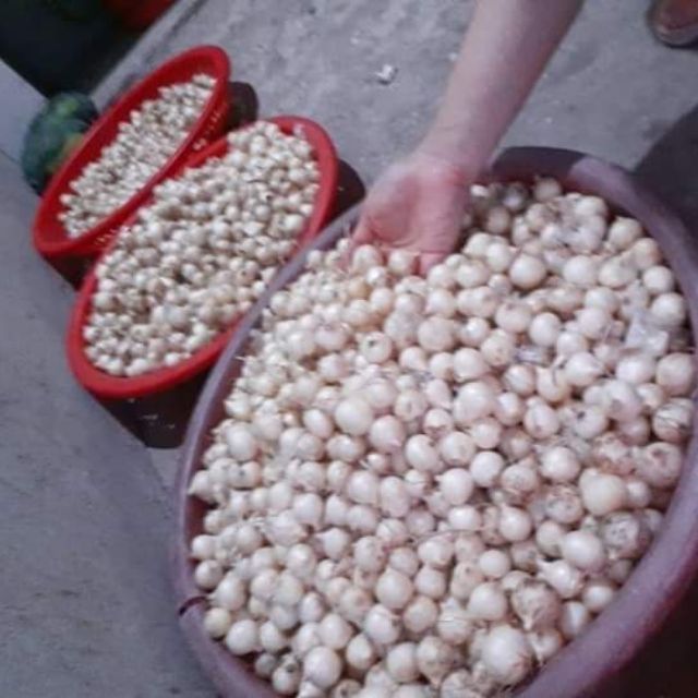 300gr hành tăm  củ đều mẩy chắc Nghệ An