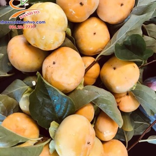 Cây hồng giòn giống cao 1m