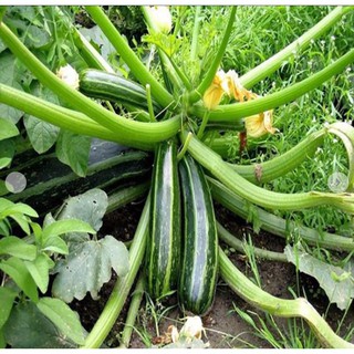 1g Hạt giống Bi Ngòi xanh