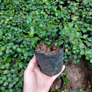 Cây thằn lằn bò leo tường (cây vẩy ốc)