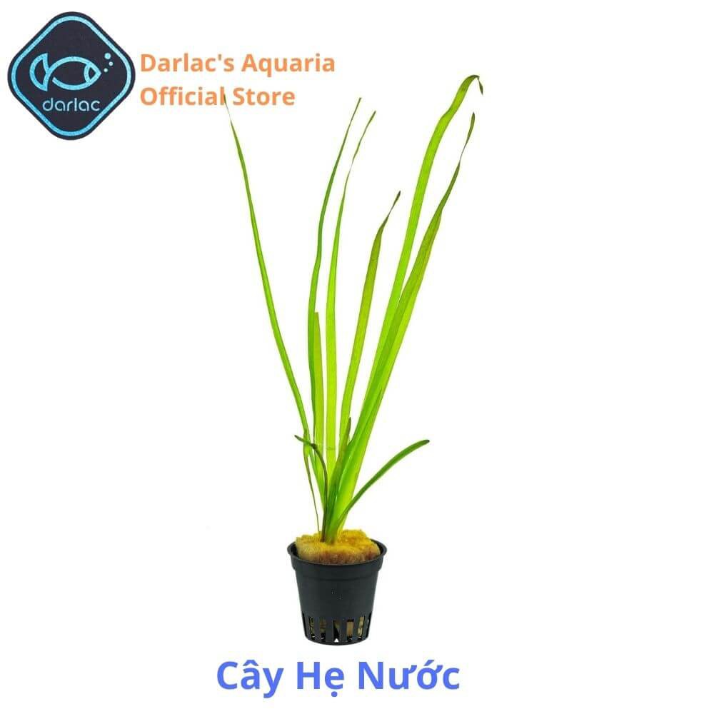 Cây hẹ nước thủy sinh - cây thủy sinh trồng trung cảnh và hậu cảnh dễ chăm sóc không cần CO2 - Darlac's Aquaria Eelgrass