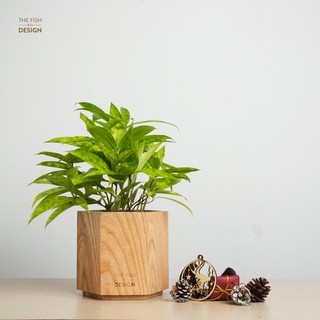 Chậu cây trúc nhật | THE FISH SIZE L ( trang trí trong nhà, để bàn làm việc,...)