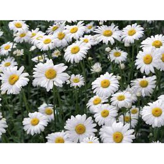 hạt giống hoa cúc họa mi f1