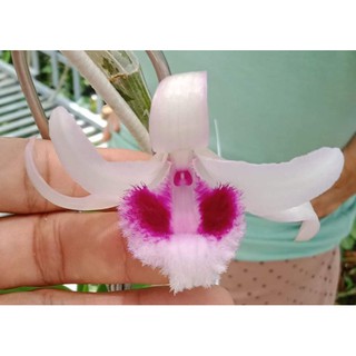 ki phi điệp mắt đỏ