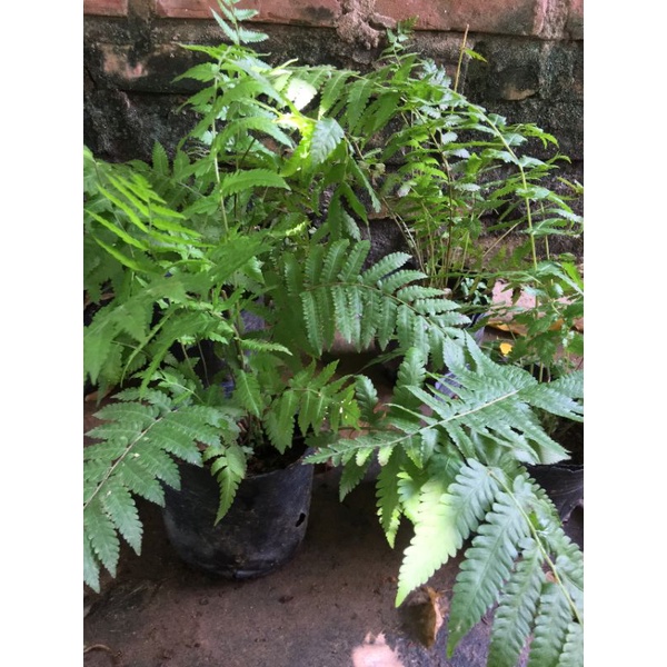 Cây dương xỉ cây như hình- cây phong thủy tốt