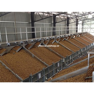 Hạt Mắc Ca Lâm Đồng- DaLaVi  -Đặc sản Đà Lạt -FREESHIP