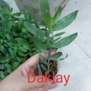 Các loại phi điệp đồng giá