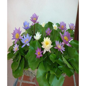 Hạt giống Súng Thái Mini - Hoa Đẹp Dễ Trồng