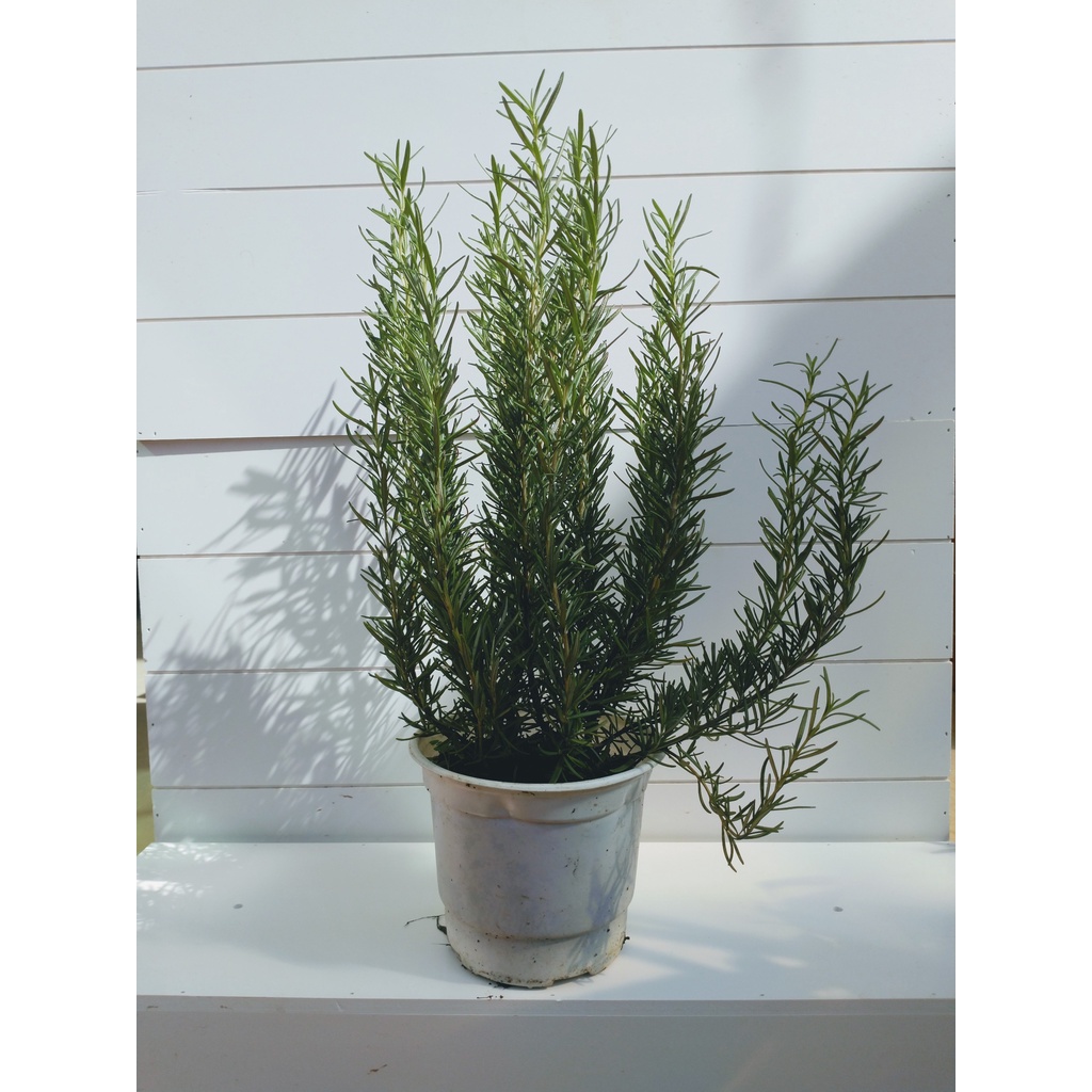 Cây hương thảo-rosemary size trung - THẾ GIỚI HOA CÂY CẢNH - ảnh thật số 2.