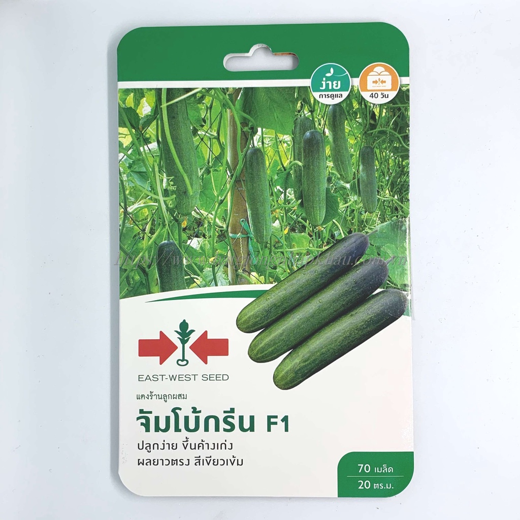 Hạt giống dưa chuột xanh đen f1 Thái Lan. 70 hạt/gói