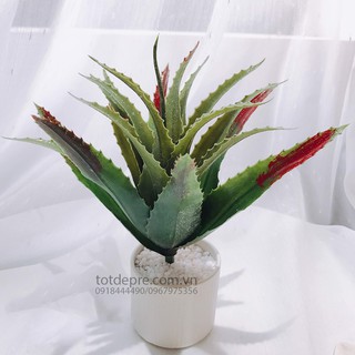 Xương Rồng Nha Đam (cỡ lớn) - Cây Giả Cao Cấp