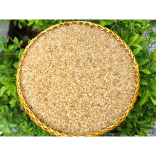 Gạo nếp Khẩu Hang đặc sản Yên Bái (gạo đặc sản làm từ lúa nếp non tú lệ yên bái) 1kg