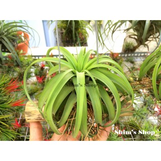 Cây Không khí Tillandsia eric knobloch