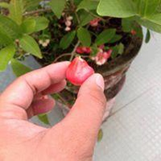 Cây mận Hoàng Yến giống