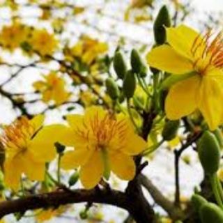 chậu cây hoa mai cây đẹp trưởng thành