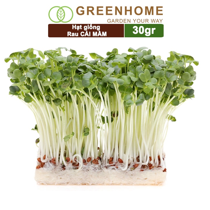 Hạt giống rau Cải mầm Greenhome , gói 20g, dễ trồng, thu hoạch nhanh R10