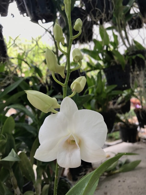 Hoa Lan Denro màu trắng hồng cây đang nụ