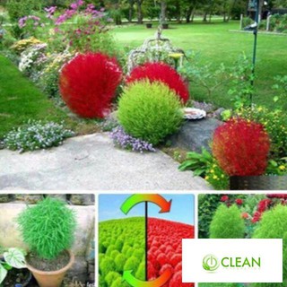 Hạt giống Cỏ đổi màu