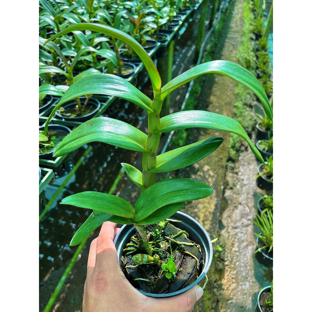 HOA LAN ĐỎ TÍM CHỚP XỔ 5%