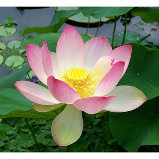 3 Hạt giống hoa sen Nhật