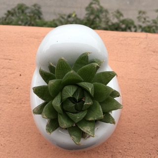 Chậu cây sen đá hình thú
