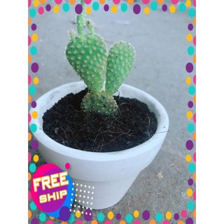 Chậu Xương Rồng Tai Thỏ Mini